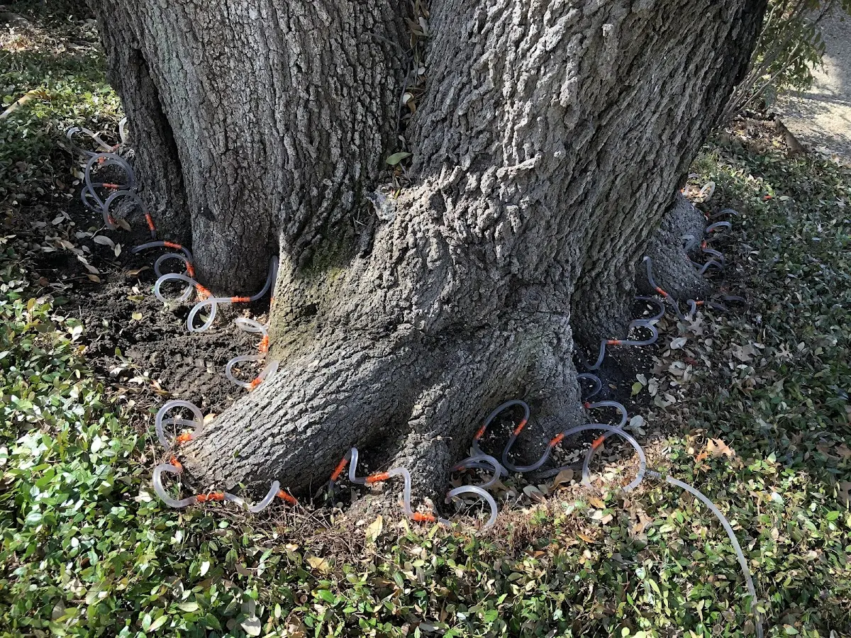 Detailed Tree Cabling and Bracing job site in Lake Benton