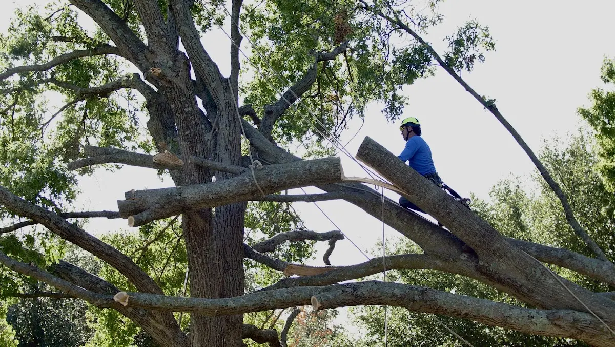 Professional Crown Thinning performed by certified arborists in Lake Benton