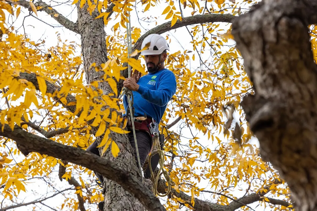 Skilled Tree Planing crew working in Lake Benton